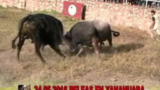 CAMPEÓN DE CAMPEONES URUBAMBA (CUZCO 17-04-2016) CORTESIA "ENTRE ASTADOS"