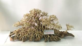 Driftwood bonsai  aquascape Complex Rainforest Designs ll Thanh Tung Thinh Co.,Ltd