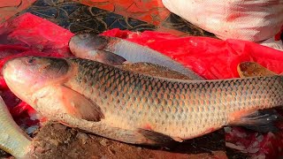 Skilled Worker Small Rohu Fish Cutting Skills At Fish Market, Rohu Fish Cutting Video