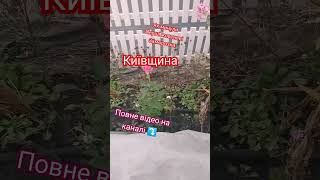 ПІДПИШИСЬ SUBSCRIBE Winter Flower garden ideas Ідеї  зимового квітника #ideas#diygardening#weekend