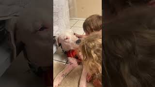 Dogo kisses