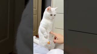 Волшебное пузико😻#котики