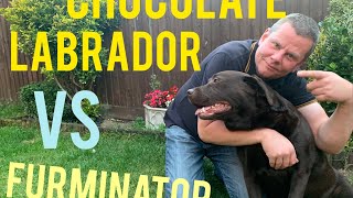 Chocolate labrador vs Furminator