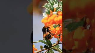 Bees on the Berberis