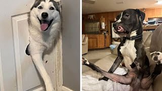 Doggy Laughs: The Best Funny Dog Videos of 2023 to Brighten Your New Year 2024 :🤪😂😘