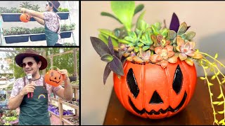 Arreglo de suculentas para halloween. Decora tu hogar con esta calabaza muy fácil de hacer