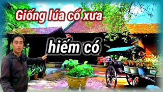 Nơi Lưu giữ giống Lúa Cổ và Hồn thiêng lịch sử của 63 tỉnh thành đất nước Việt Nam