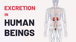 Excretion in Human Beings | Human Excretory System | CBSE Class 10 Science Chapter 6 | ALYSS