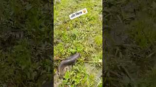 ধান খেতে মাছ #shorts #shortvideo #news #flooding #newstoday #fishing #fish #fishingvideo #viralvideo