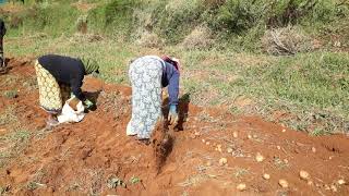 Potato Harvesting