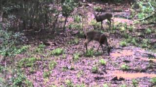 Bobcat chases deer