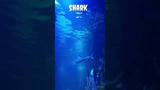 shark #shorts #viral #trending