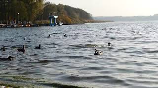 The Ducks enjoy swimming