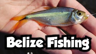 Catching Tetras and Cichlids on the Macal River | Belize Fishing 🇧🇿