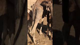 Female camels video with baby camels #camel #animals #youtubeshorts #amazing #ytshorts