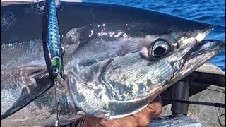 Tuna and Tinny's / #shortsvideo #shorts #shortsfeed #fishing