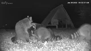 Trash Panda Party