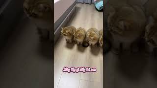 Trải nghiệm "kinh dị" khi lắp đèn ngủ trong phòng| review nhảm #funny #animals #hai