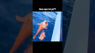 Mancing ikan di laut