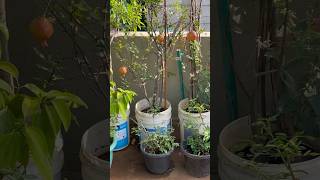 Fruit trees of my terrace garden 🪴   #terracegarden #youtubeshorts #shorts #short #april2024