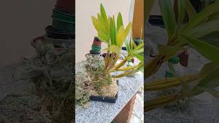 Tronco pet Kokedama, Platydeias natureza urbana inventando moda