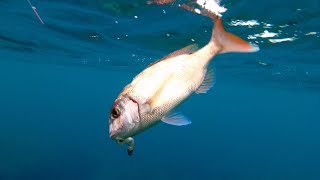 Red porgy (Pagrus pagrus). Rock fishing. 16.03.2019