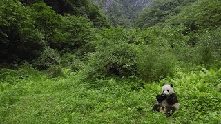 Giant Panda National Park launches boundary surveying and marking in Sichuan