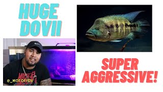 DOVII CICHLID: THE NUMBER ONE MONSTER FISH