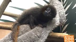 Pichiku the baby Titi monkey is curious!