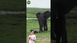 Elephant gives birth in the rain #short #animal #tulowild #wildanimal