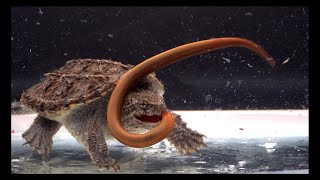 baby snapping turtle conquers a 13cm eel【LIVE FEEDING】