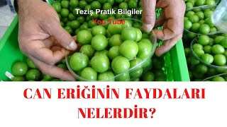 👉💥💥CAN ERİĞİNİN FAYDALARI NELERDİR?💯💯