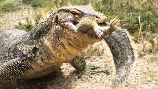 Rex Finds a Squirrel in Front Yard