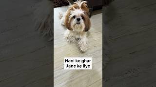 Nani ke ghar jana hai 💃🏼 | dog videos #funny #comedyshorts #shortsbeta #shortsfeed #viral #ytshort