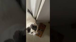 Coconut the cat (=✪ᆽ✪=) jumps for his food