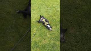 Roll in the grass