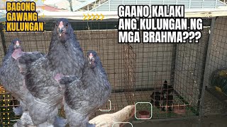 BAGONG KULUNGAN ULET PARA SA MGA ALAGA NATING BRAHMA/ ROOFTOP CHICKEN BREEDING