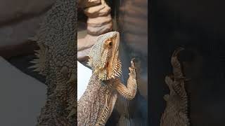 Adorable Bearded Dragon!