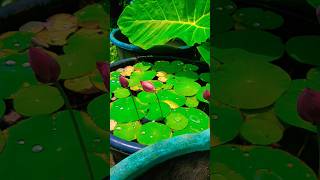 Lotus #kinkz_Lifestyle #youtubeshorts #gardeningvideos #kerala #floweringplant