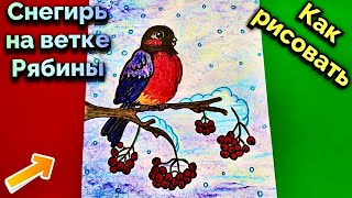 Как нарисовать Снегиря на веточке Рябины 🎨Поэтапно/Bullfinch on a Rowan branch❄️ By stage