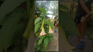 Datury w ogrodzie. Cały film. #datura #garden