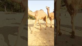 Bull camels amazing seen#youtubeshorts