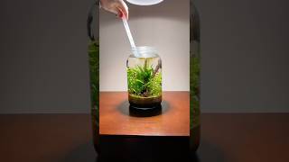 Building a jungle planted aquarium in a jar