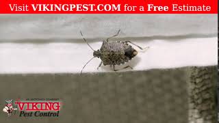 Noticing Stink Bug Activity?  Viking Can Help!