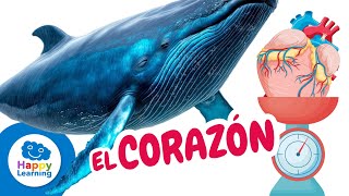 5 CURIOSIDADES DEL CORAZÓN | CURIOSIDADES PARA NIÑOS | Happy Learning ❤️🫀