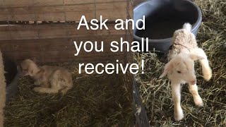 Lambing diaries: These lambs are getting new moms! Vlog 568 #lambs #sheep