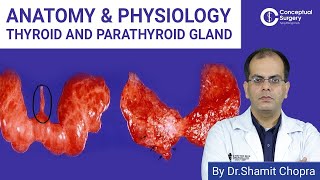 Anatomy & Physiology of Thyroid And Parathyroid Gland Dr. Shamit Chopra