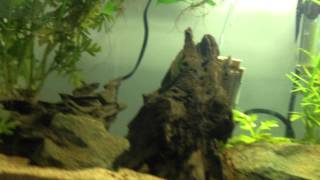 Update all aquariums 07/07/14