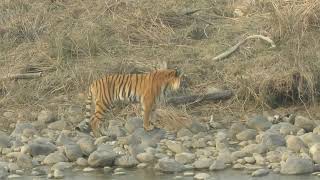 Tiger walks towards the river after hunting at Corbett-February 2021