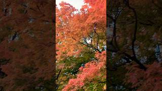 Glowing Fall Tree in High Park 🧡💛 #fall #fallseason #nature